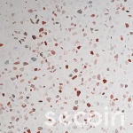 Terrazzo TS1-18M